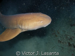 Mad Shark at La Nariz Dive site in Tourmarine Reef at May... by Victor J. Lasanta 